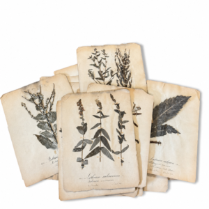 Planches d'herbiers anciennes